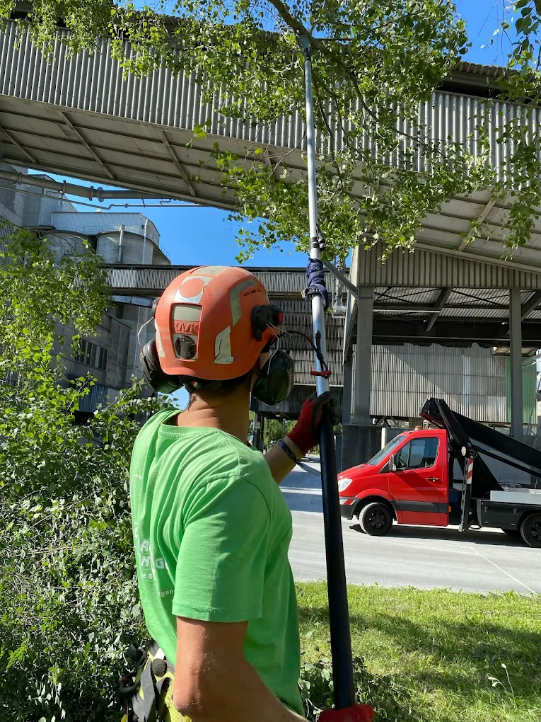 Élagage en hauteur avec perche télescopique par un professionnel équipé